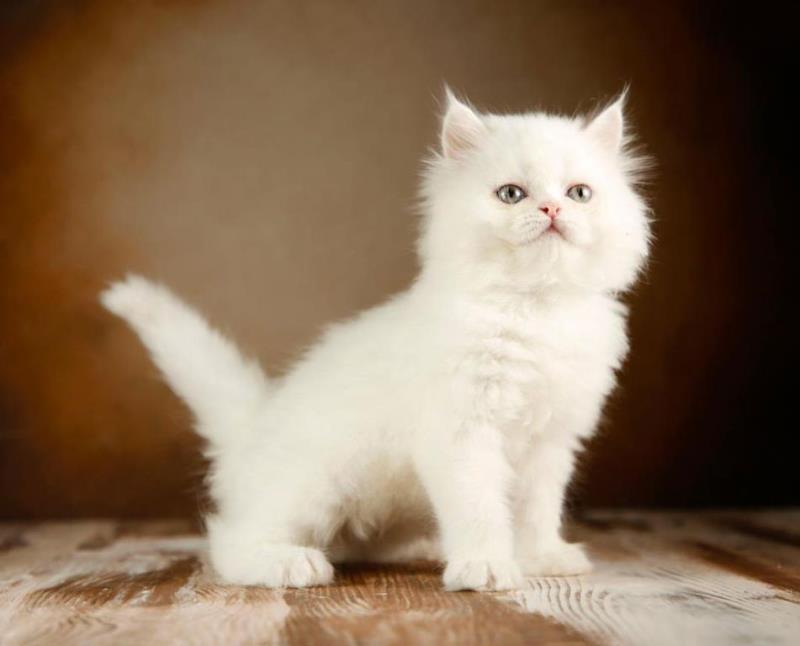 گربه بریتیش سفید