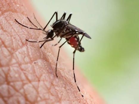 مراقب بیماری خطرناک مالاریا باشید