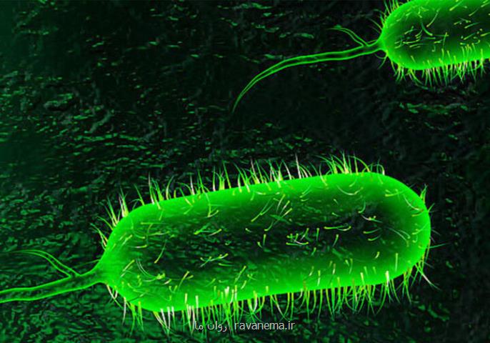 یک مورد مبتلا شدن به بیماری وبا در سقز شناسایی شد