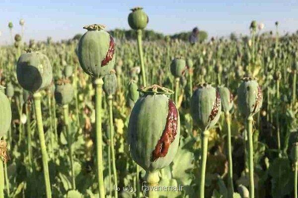 کنکاش کشت خشخاش در ایران برای تولید داروهای حیاتی