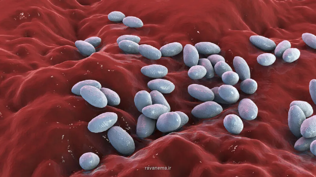 کشف سازوکاری جدید در آنتی بیوتیک ها برای مقاومت باکتری ها