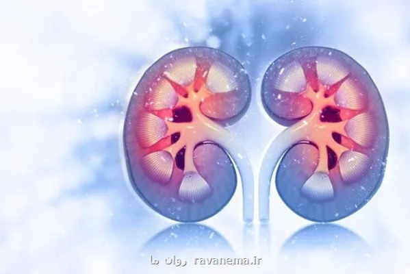 داروی دیابت روند پیری کلیه را کند می کند