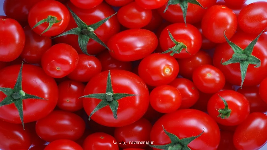 یک راز تغذیه ای درباره ی گوجه فرنگی پخته
