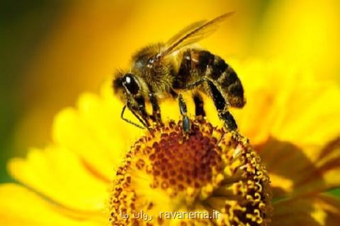 تسكین علائم اگزما با زهر زنبورعسل