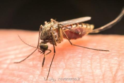 شناسایی آنتی بادی جدید جلوگیری از عفونت مالاریا